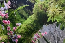 春天的新乡南太行 | 花开成海,一眼沦陷