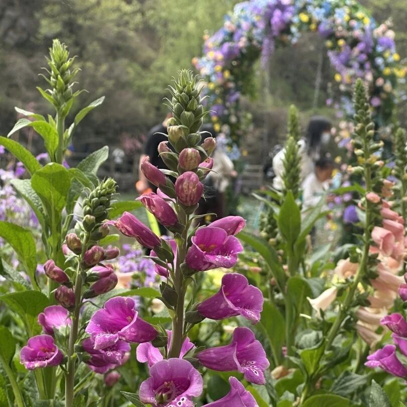 新乡南太行的春天怎能没有你！