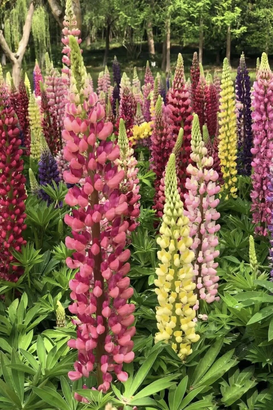 新乡南太行的春天怎能没有你！