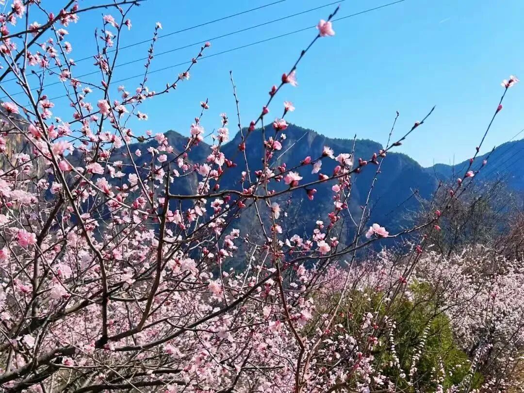 新乡南太行的春天怎能没有你！