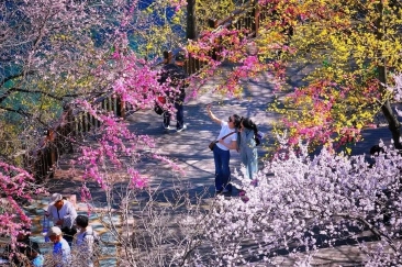 新乡南太行的春天怎能没有你！