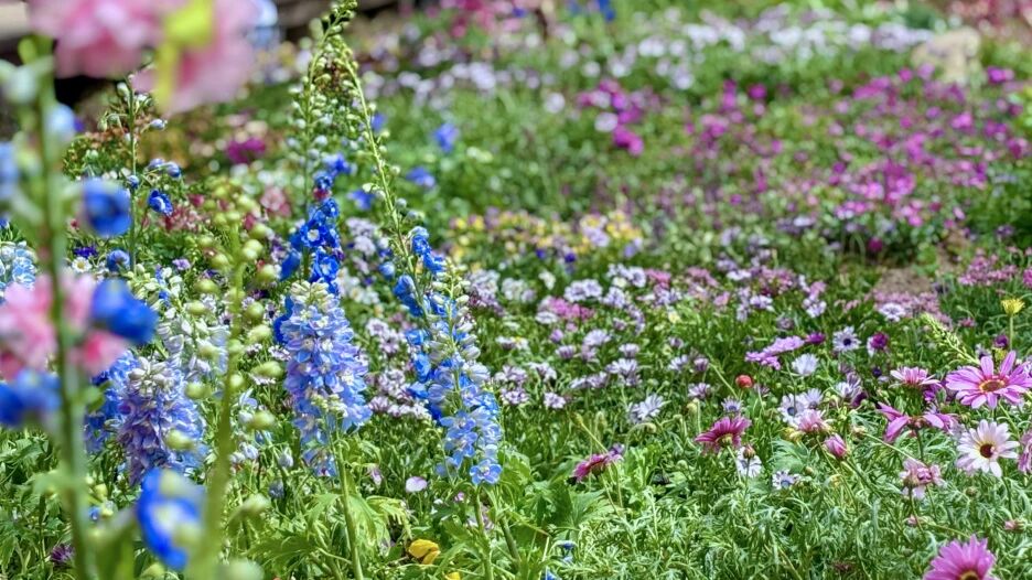 三月不冲亏大了！AI替你打工，你去新乡南太行“驯养”春天！秋沟世外桃源上线，错过等一年！