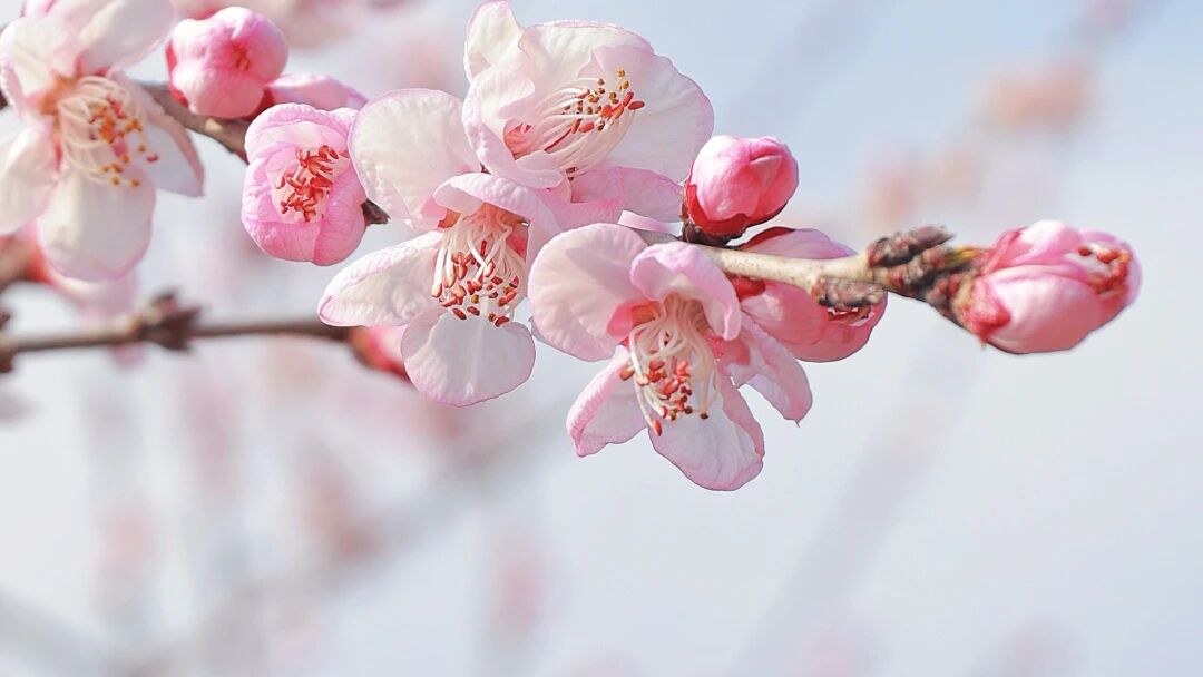 三月不冲亏大了！AI替你打工，你去新乡南太行“驯养”春天！秋沟世外桃源上线，错过等一年！