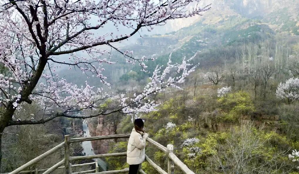 龙抬头，春分至|看万仙山与春日撞个满怀