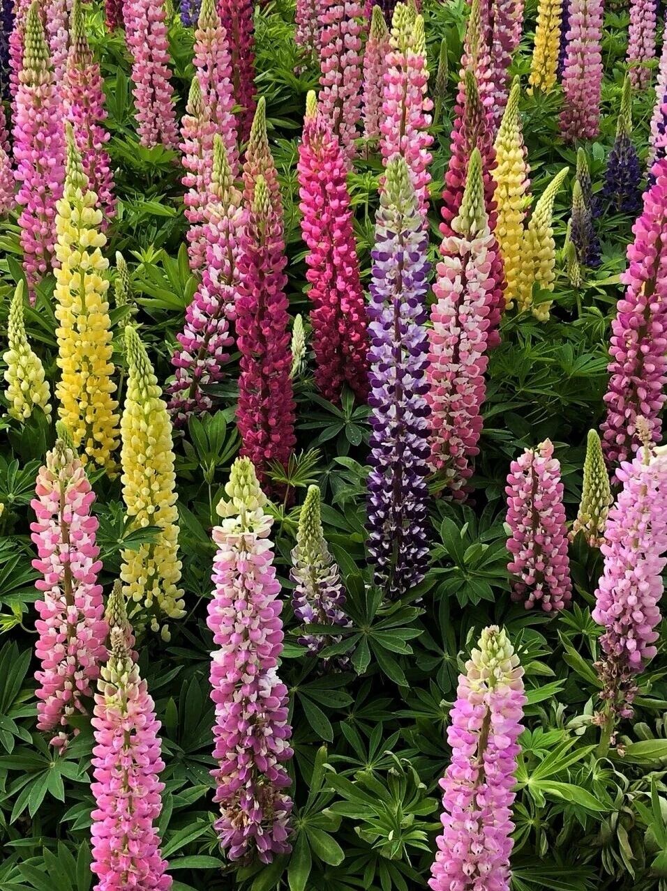 八里沟鲁冰花上线,赴一场春日花事 八里沟鲁冰花上线,赴一场春日花事