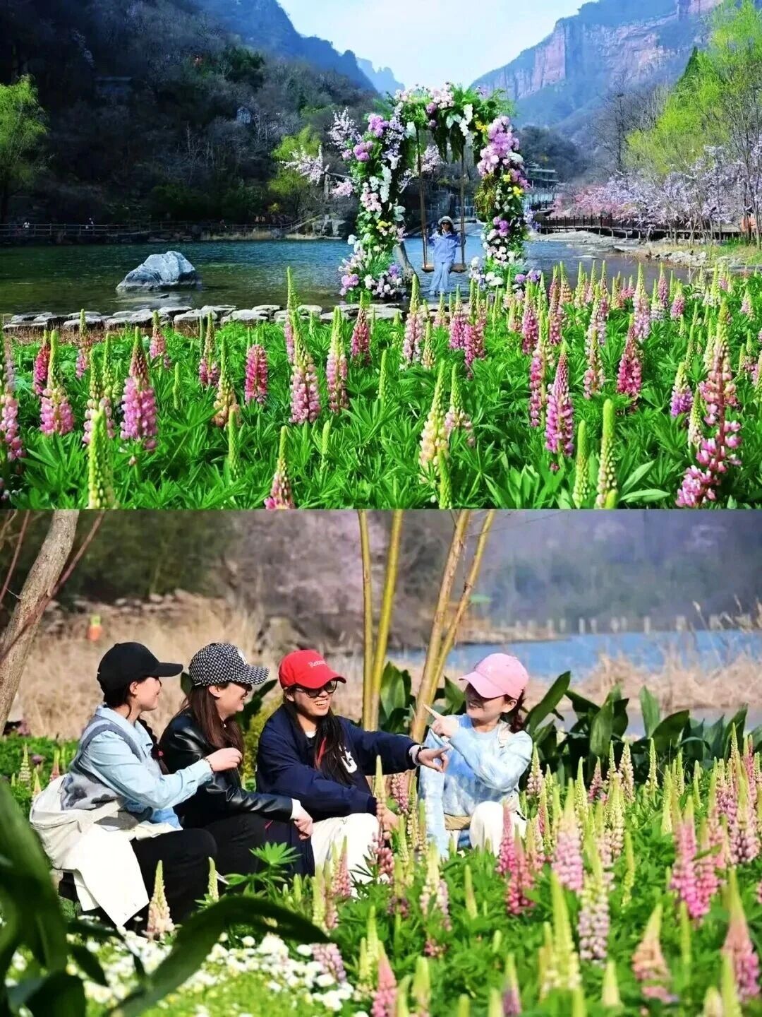 八里沟鲁冰花上线,赴一场春日花事 八里沟鲁冰花上线,赴一场春日花事