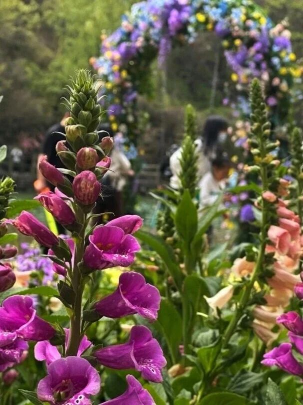 八里沟鲁冰花上线,赴一场春日花事 八里沟鲁冰花上线,赴一场春日花事