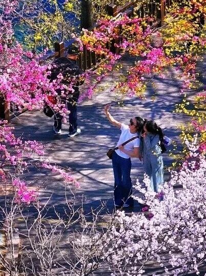 八里沟鲁冰花上线,赴一场春日花事 八里沟鲁冰花上线,赴一场春日花事