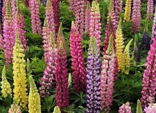 八里沟鲁冰花上线,赴一场春日花事