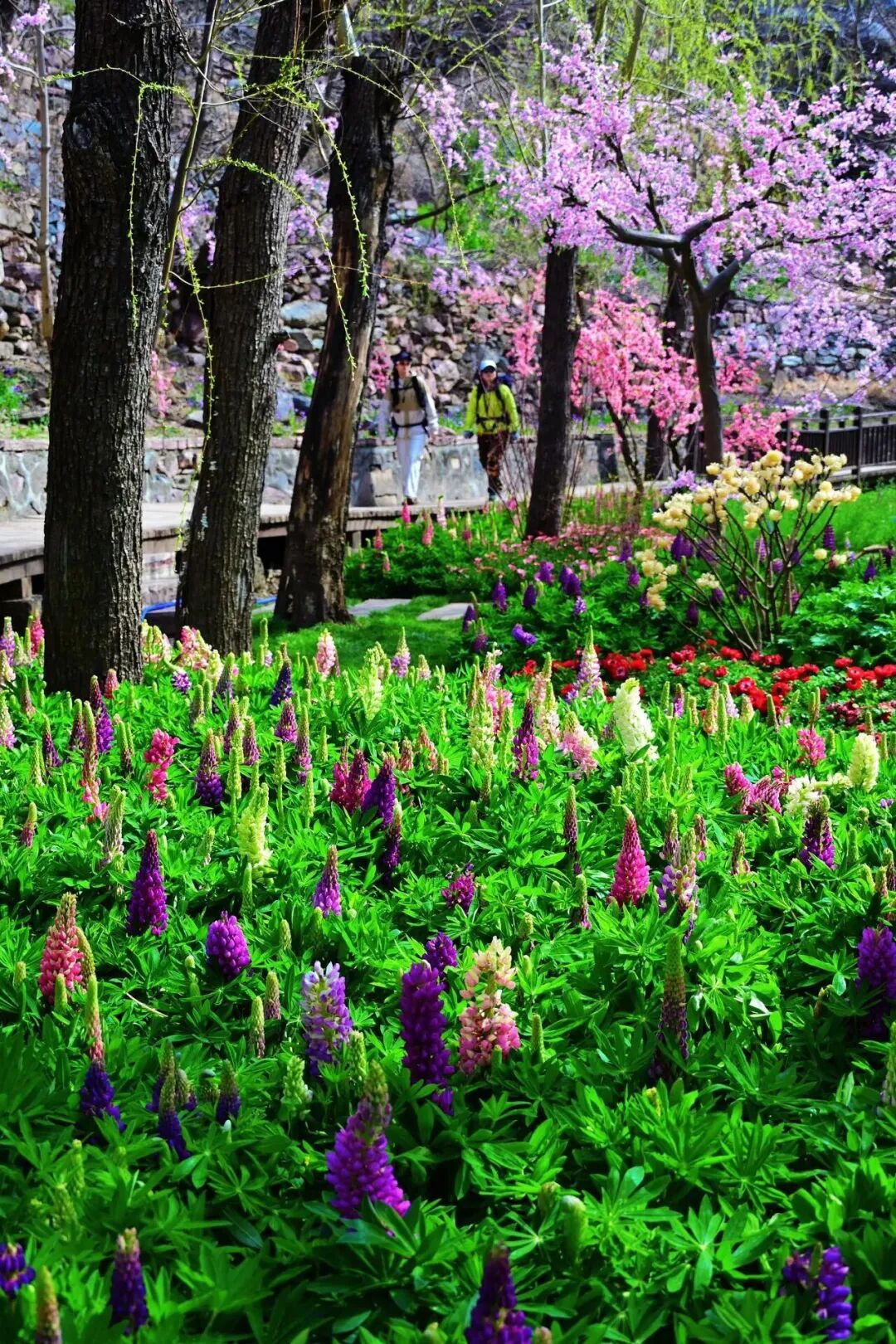 一眼心动!新乡南太行“鲁冰花海”上线 一眼心动!新乡南太行“鲁冰花海”上线