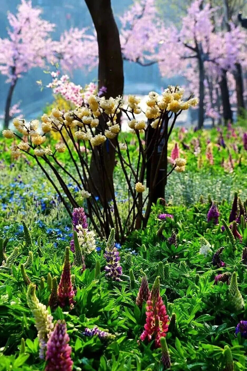 一眼心动!新乡南太行“鲁冰花海”上线 一眼心动!新乡南太行“鲁冰花海”上线