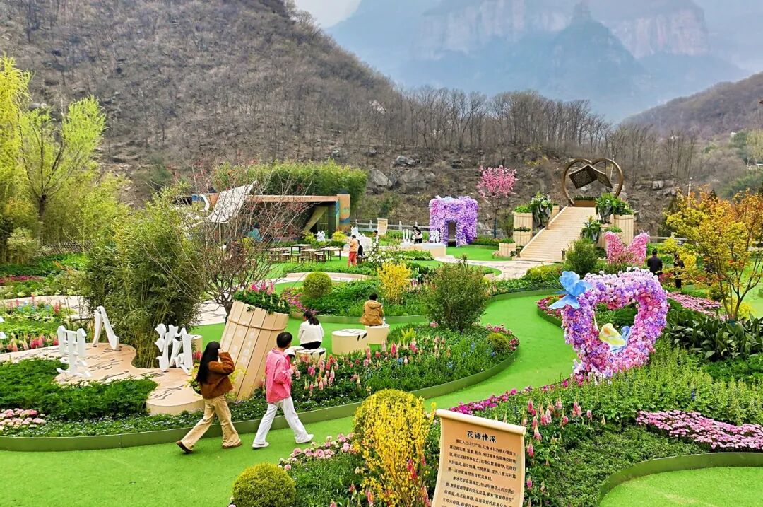 一眼心动!新乡南太行“鲁冰花海”上线 一眼心动!新乡南太行“鲁冰花海”上线