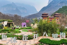 一眼心动!新乡南太行“鲁冰花海”上线