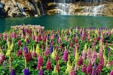 惊艳出圈!央视聚焦鲁冰花海,就藏在八里沟!