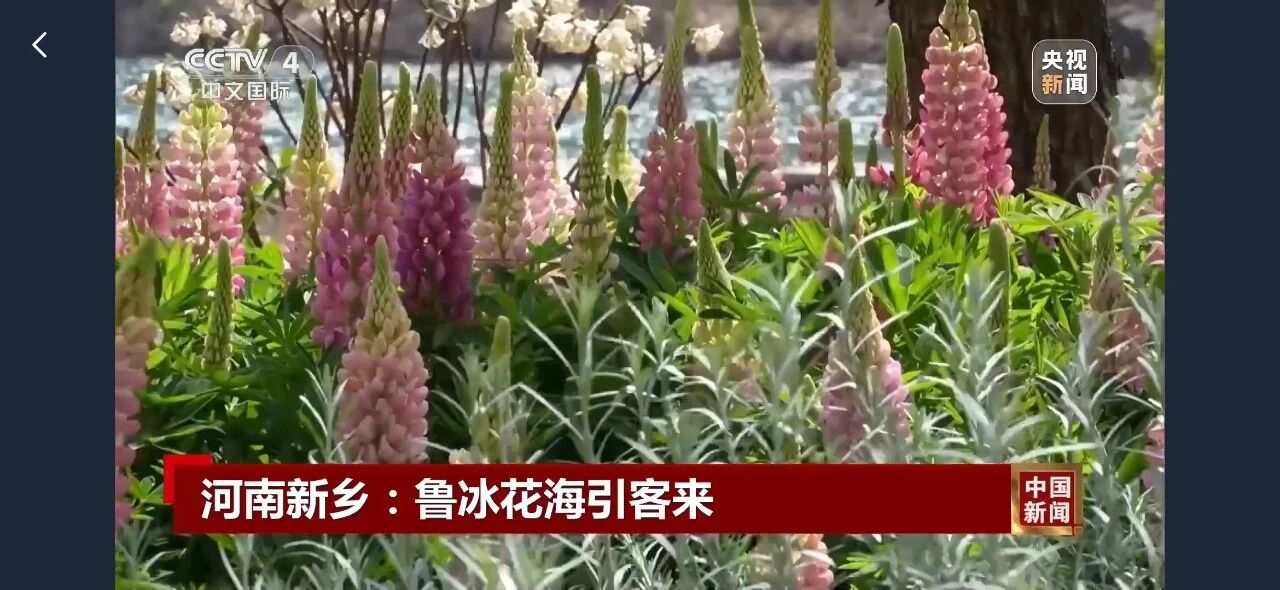 惊艳出圈！央视聚焦鲁冰花海，就藏在八里沟！