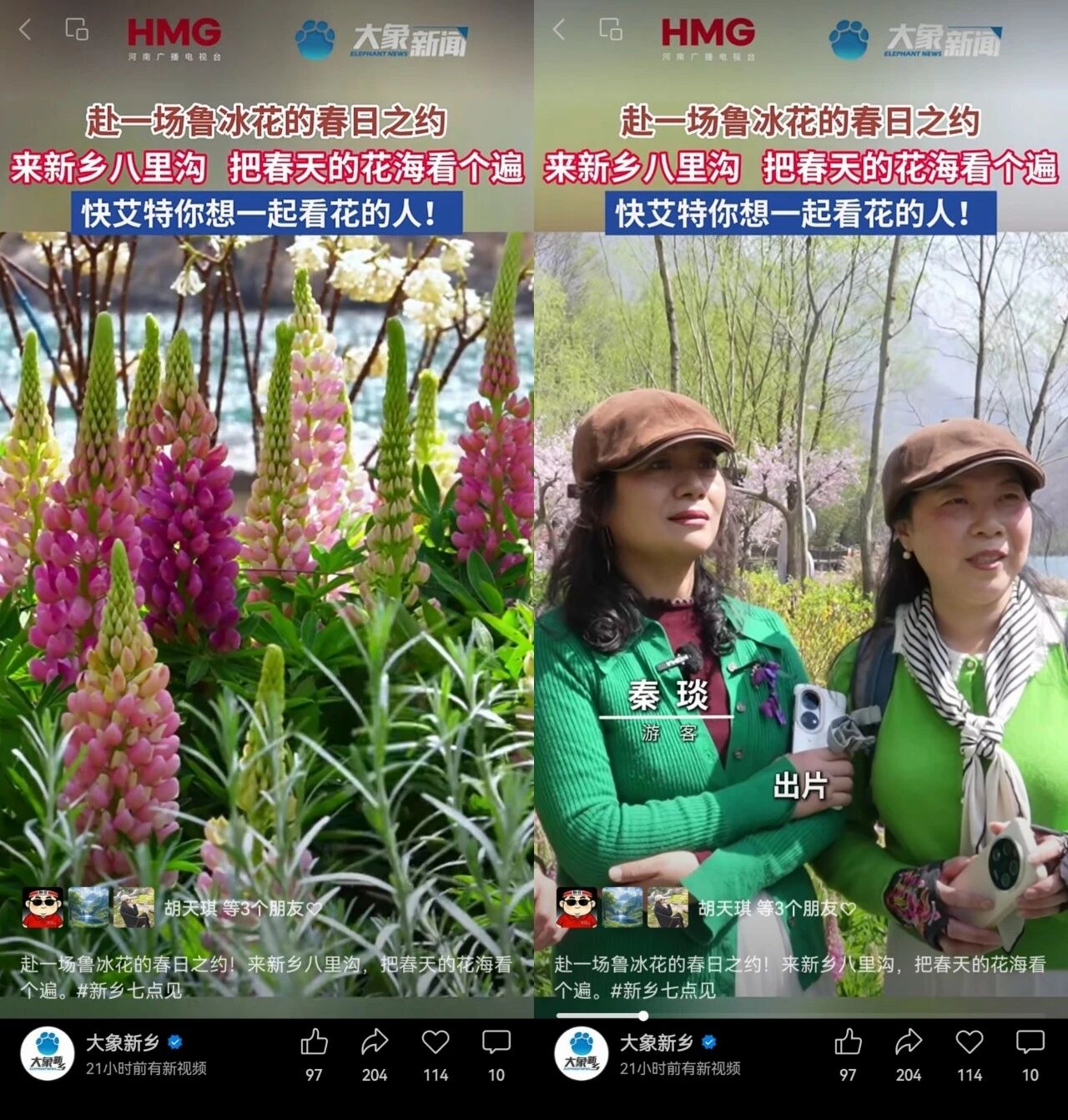 惊艳出圈！央视聚焦鲁冰花海，就藏在八里沟！