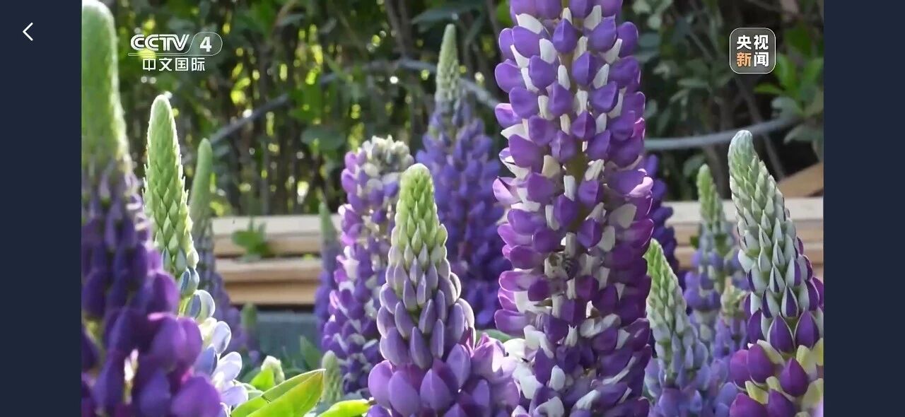 惊艳出圈！央视聚焦鲁冰花海，就藏在八里沟！