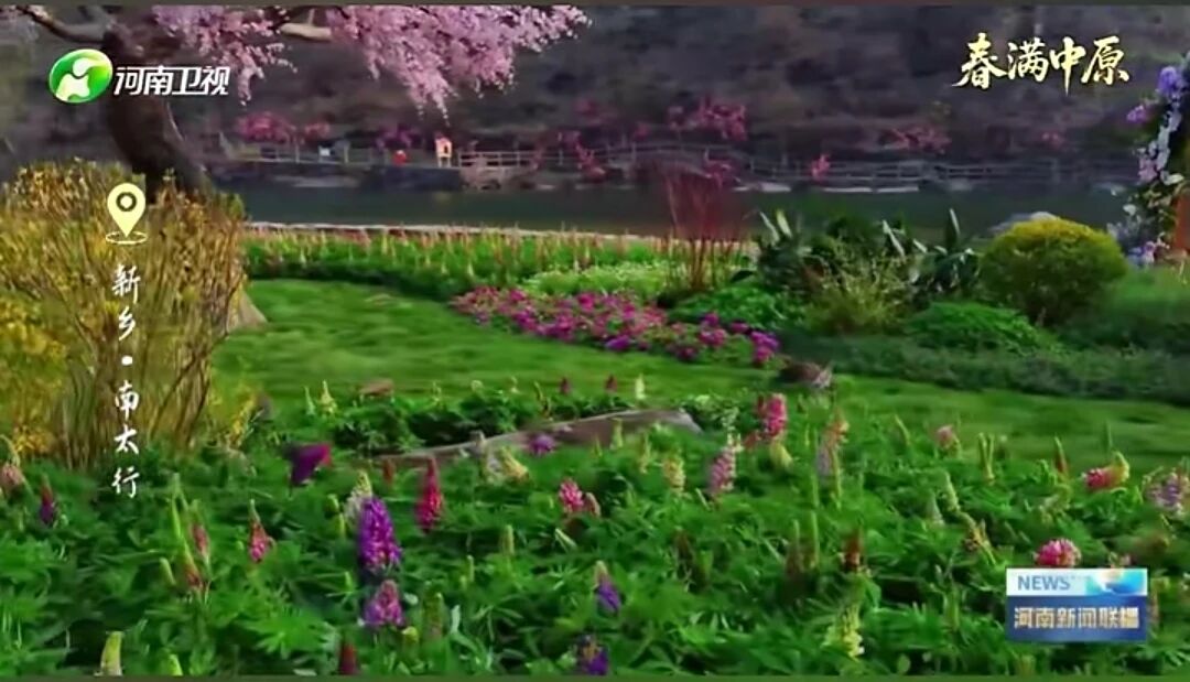 惊艳出圈！央视聚焦鲁冰花海，就藏在八里沟！