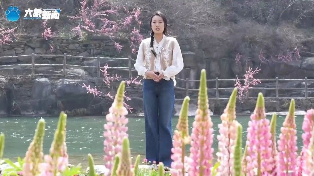 惊艳出圈！央视聚焦鲁冰花海，就藏在八里沟！