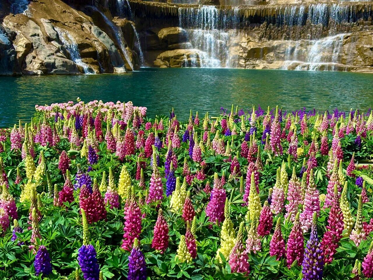 惊艳出圈！央视聚焦鲁冰花海，就藏在八里沟！