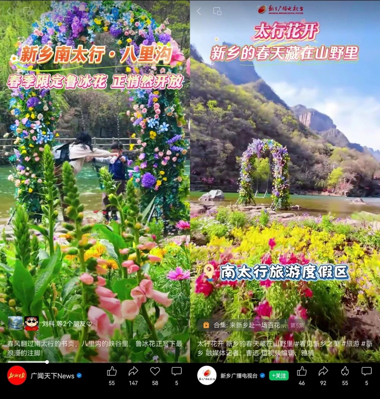 惊艳出圈！央视聚焦鲁冰花海，就藏在八里沟！