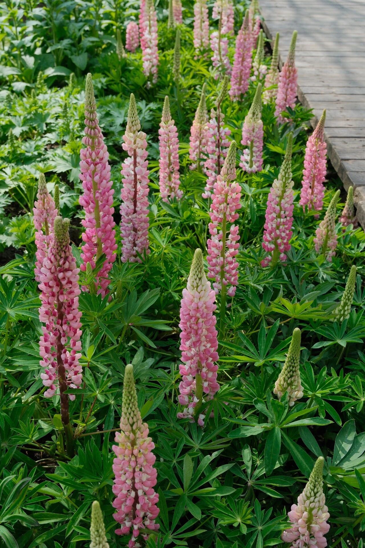 惊艳出圈！央视聚焦鲁冰花海，就藏在八里沟！