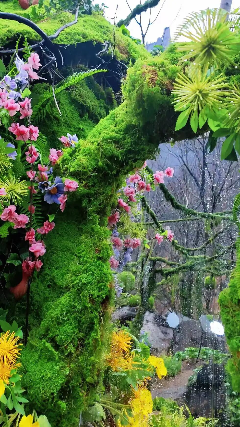 小时候听了“一千遍”的鲁冰花，原来长这样！