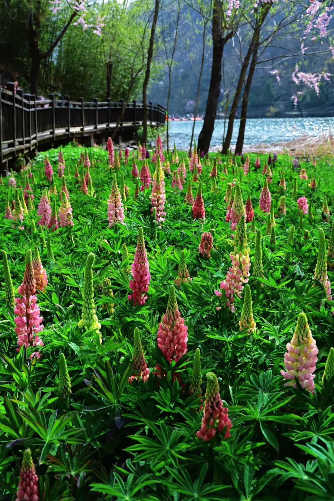 小时候听了“一千遍”的鲁冰花，原来长这样！