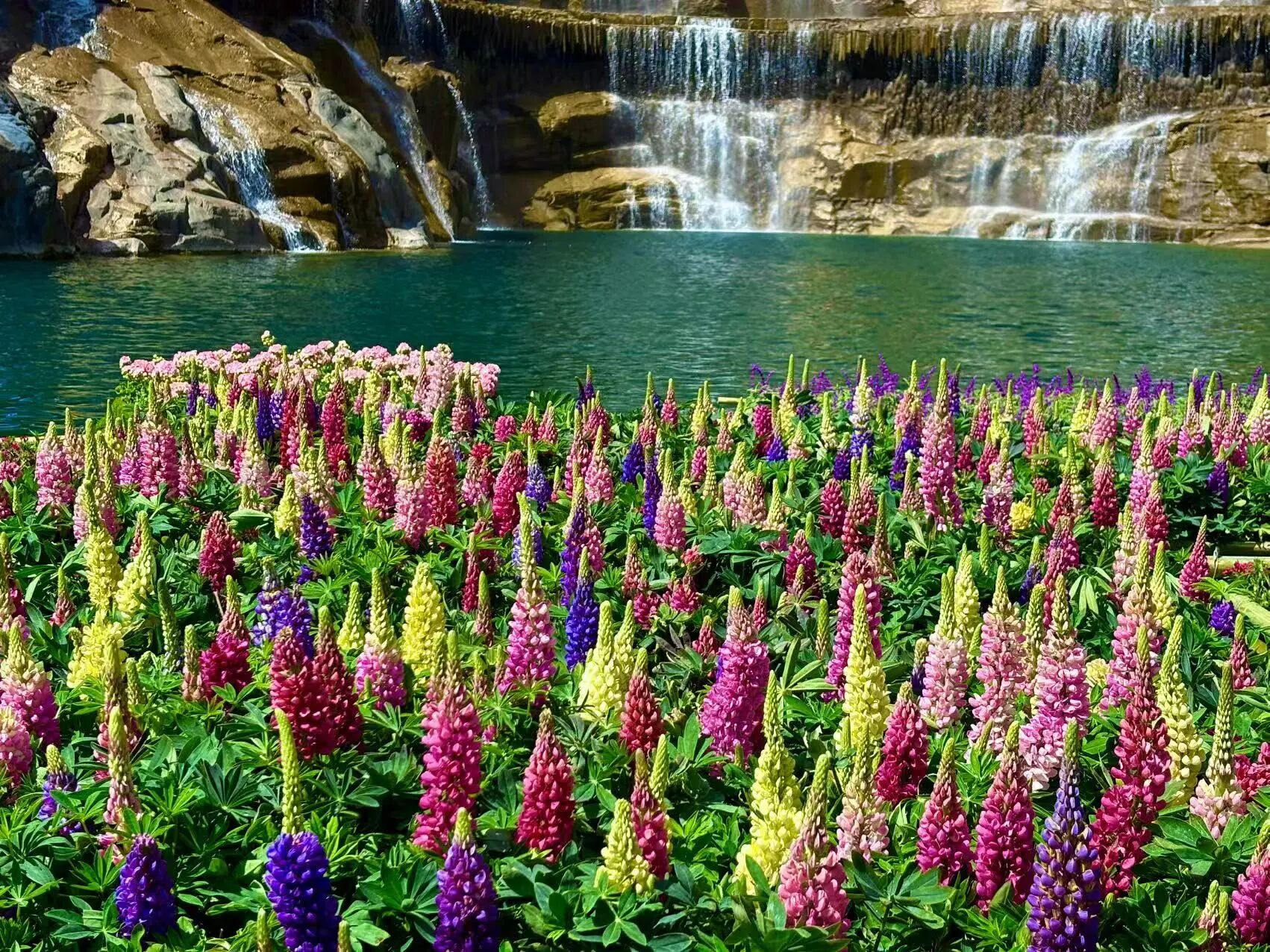 小时候听了“一千遍”的鲁冰花，原来长这样！