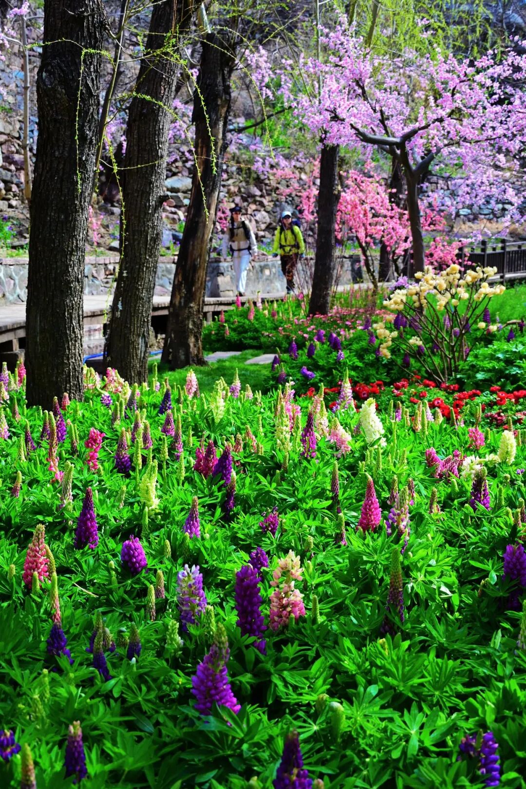 小时候听了“一千遍”的鲁冰花，原来长这样！