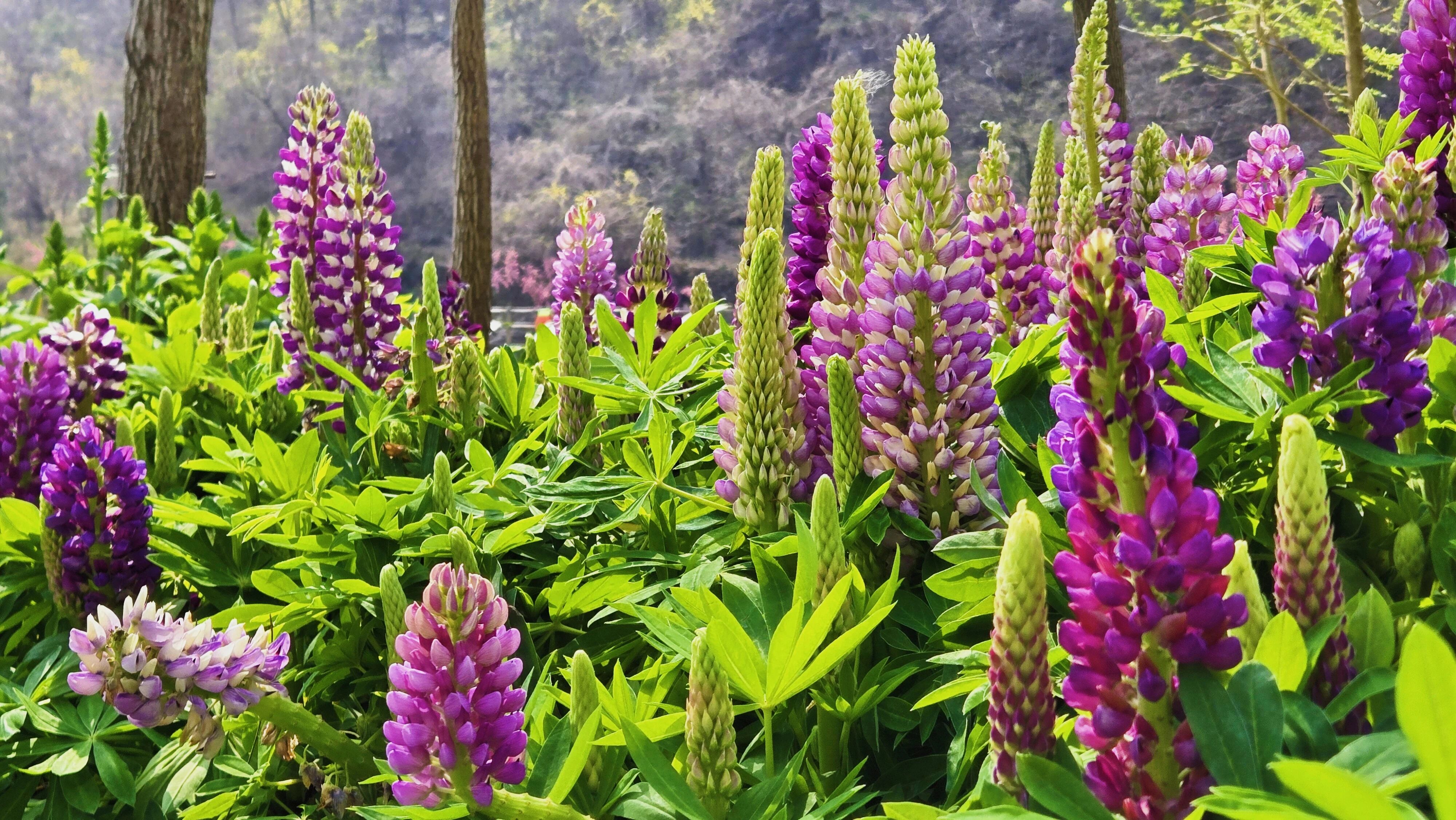 小时候听了“一千遍”的鲁冰花，原来长这样！