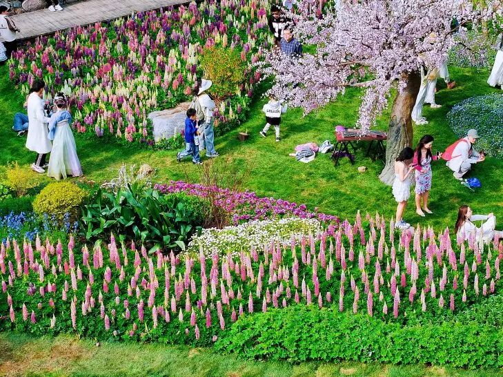 刷到就出发!八里沟的鲁冰花太治愈了~ 刷到就出发!八里沟的鲁冰花太治愈了~