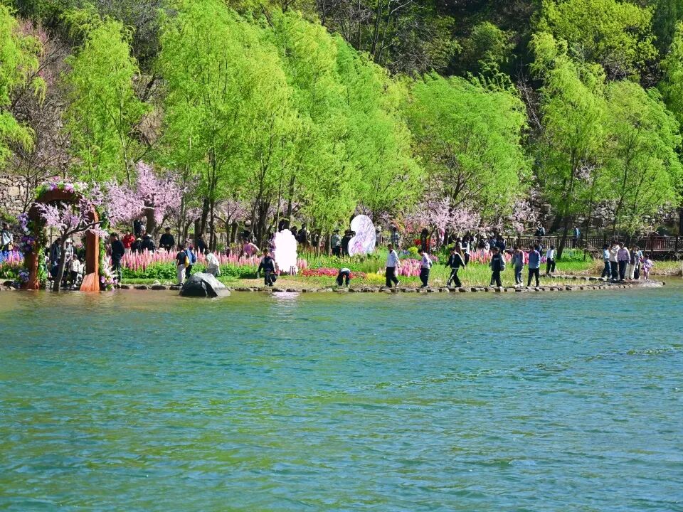 刷到就出发!八里沟的鲁冰花太治愈了~ 刷到就出发!八里沟的鲁冰花太治愈了~