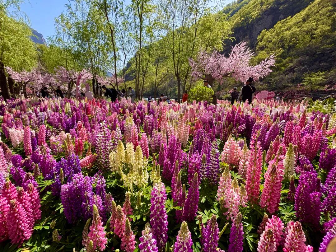 重磅福利！9.9畅游新乡南太行，五一假期通用！