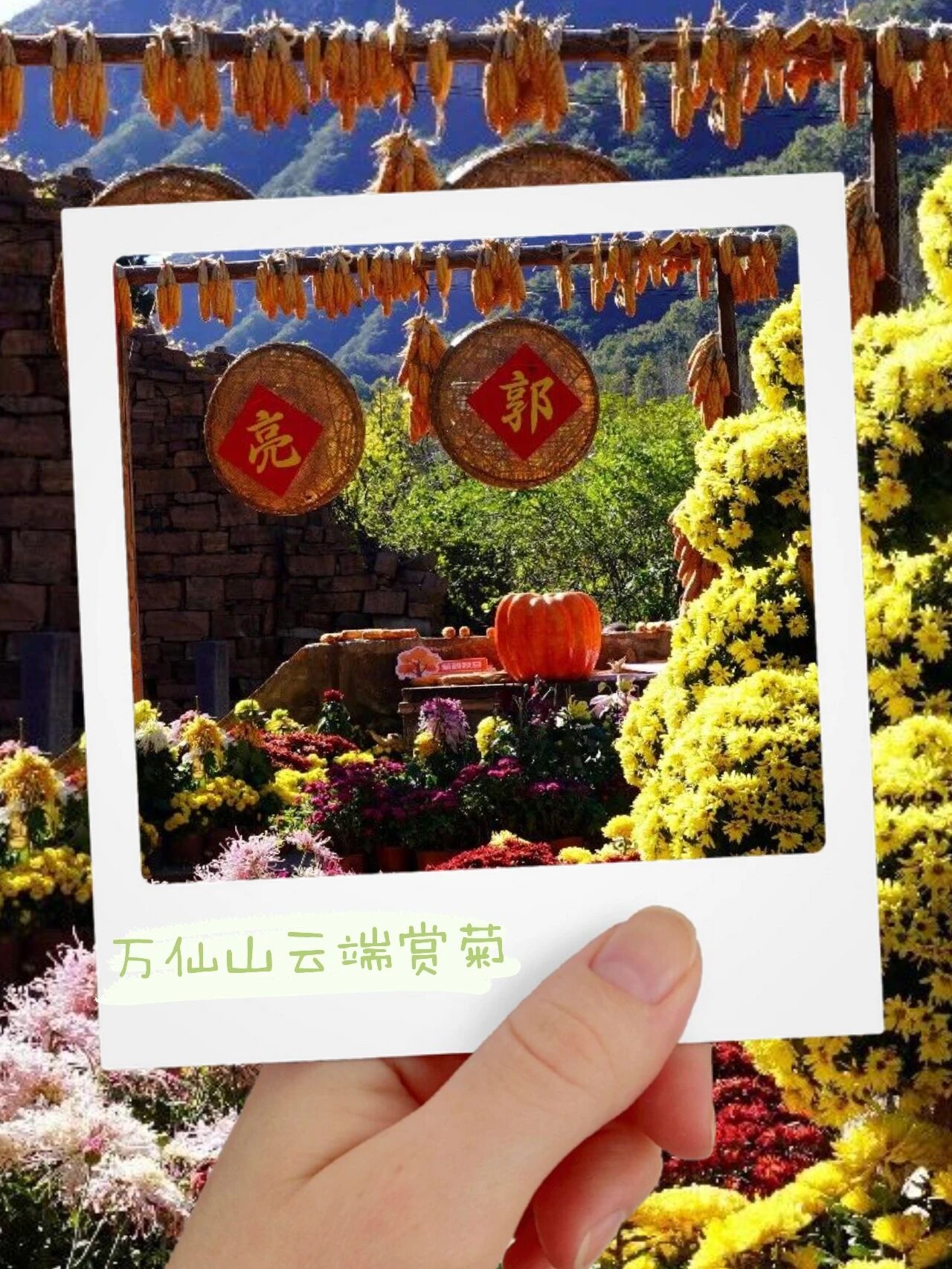 谁懂南太行的秋天!一边是悬崖菊韵,一边是峡谷幻梦! 谁懂南太行的秋天!一边是悬崖菊韵,一边是峡谷幻梦!