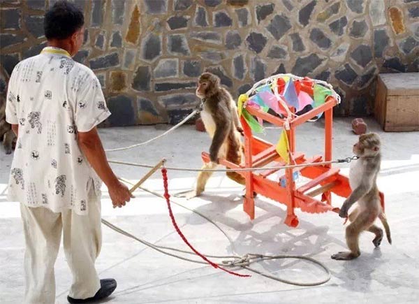 关山猕猴表演